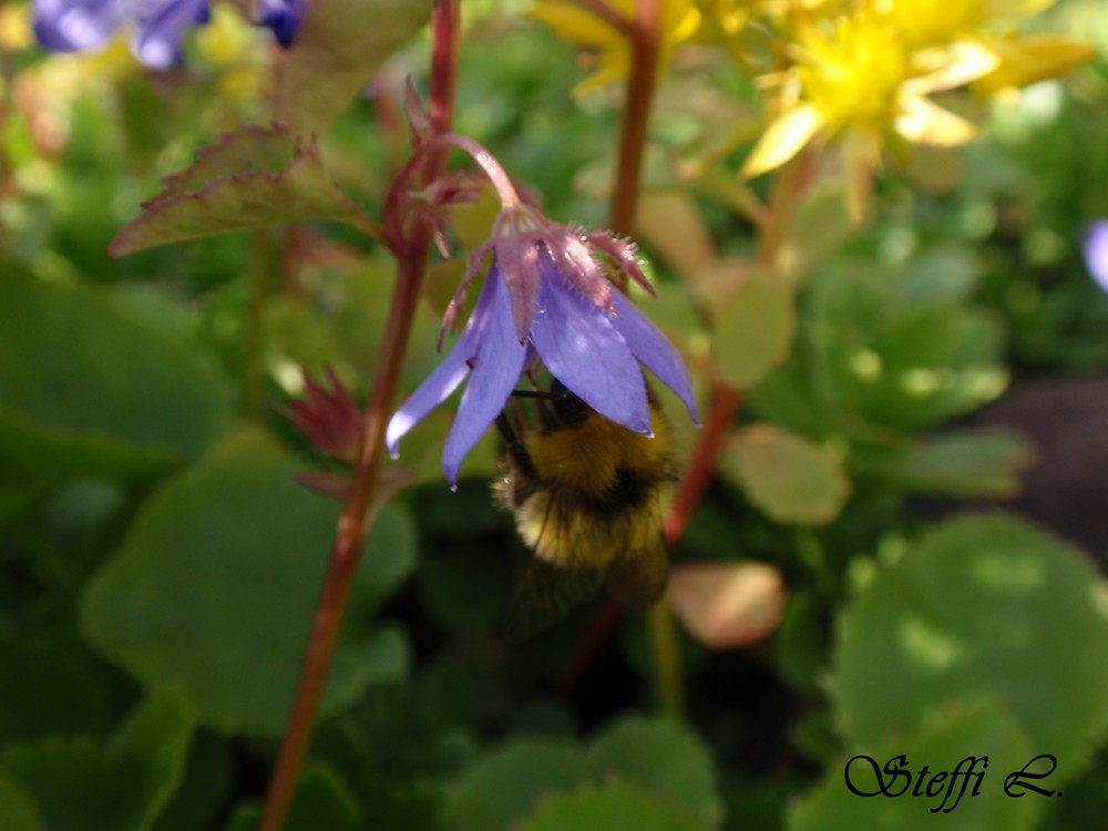 Hummel an einer Pflanze