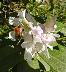 Hummel an einer Rhododendroblüte