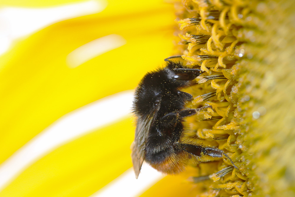 Hummel an einer Sonnenblume