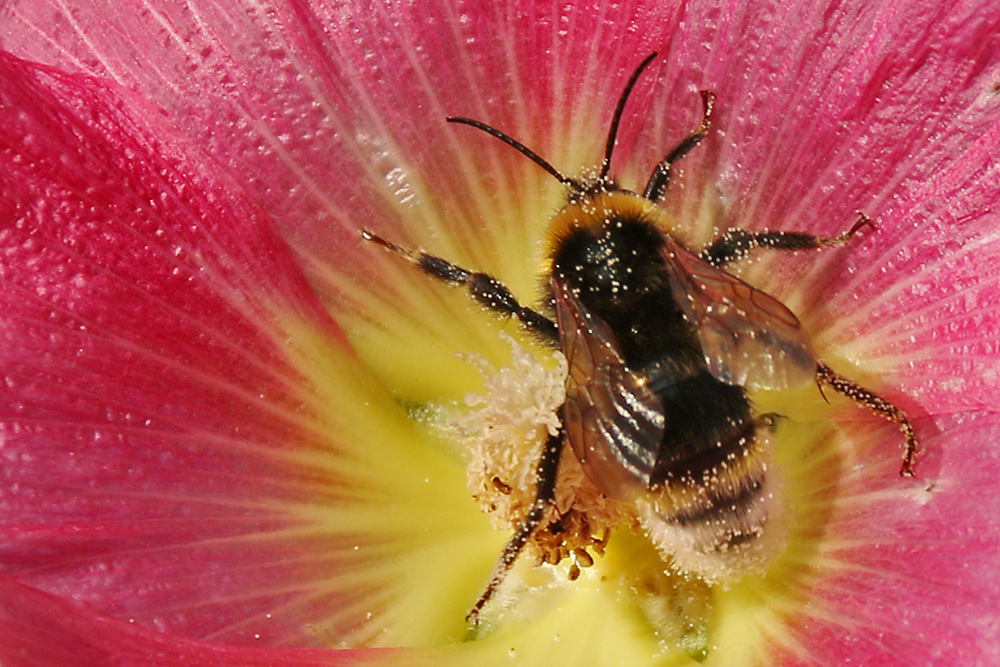 Hummel an einer Stockrose