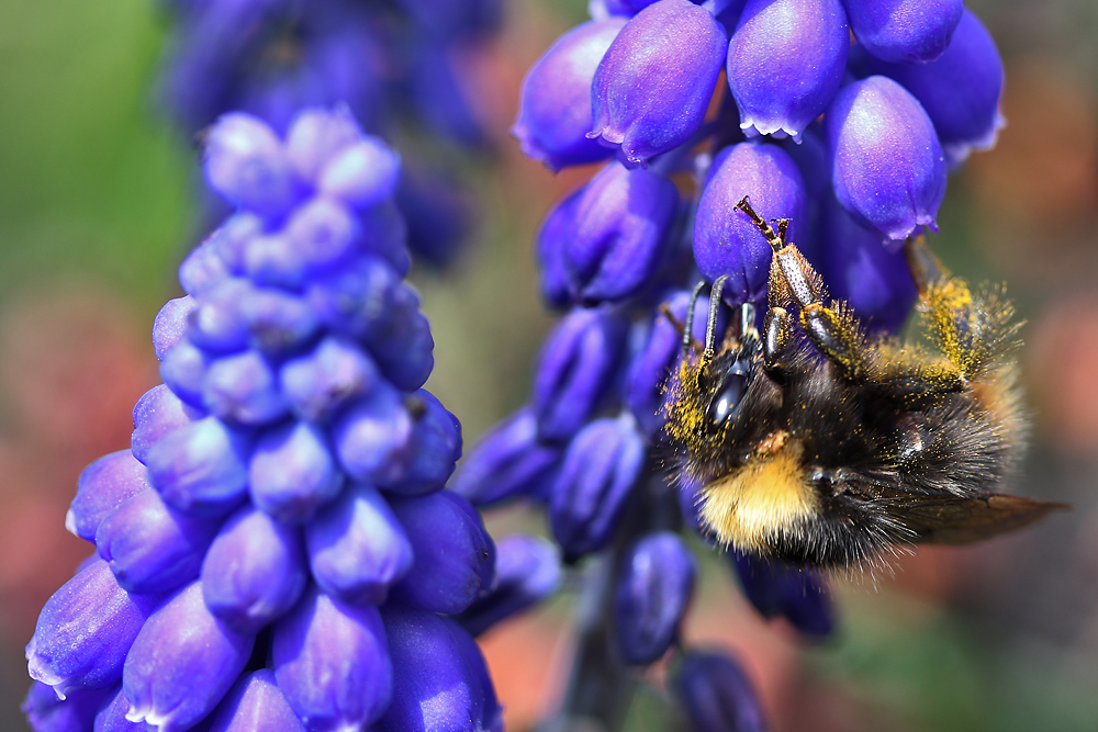 Hummel an einer Traubenhyazinthe