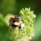 Hummel an einer Weintraubenblüte