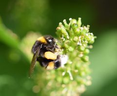 Hummel an einer Weintraubenblüte