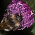 Hummel an Färberdistelblüte