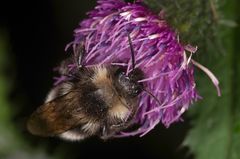 Hummel an Färberdistelblüte