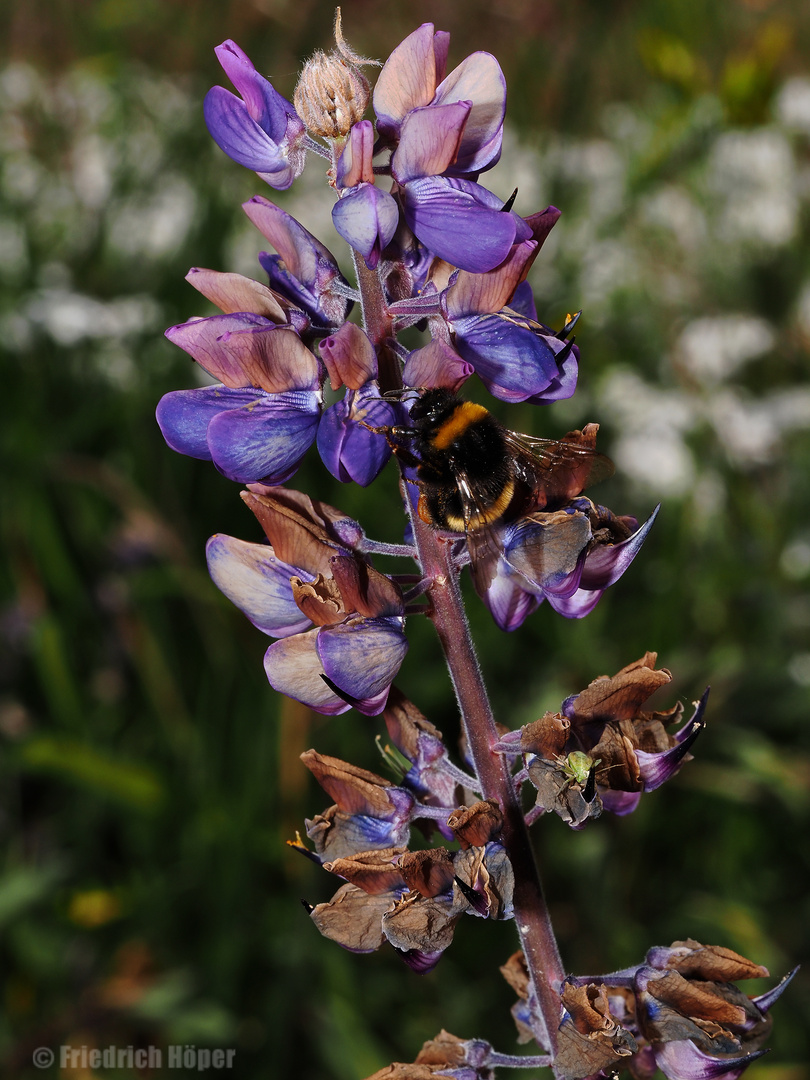 Hummel an fast verblühter Lupine