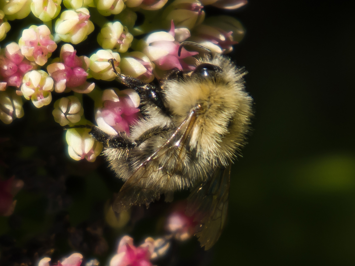 Hummel an Fetter Henne