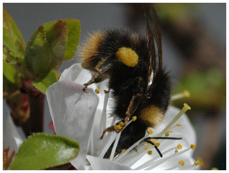 Hummel an Futterstelle