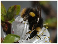 Hummel an Futterstelle