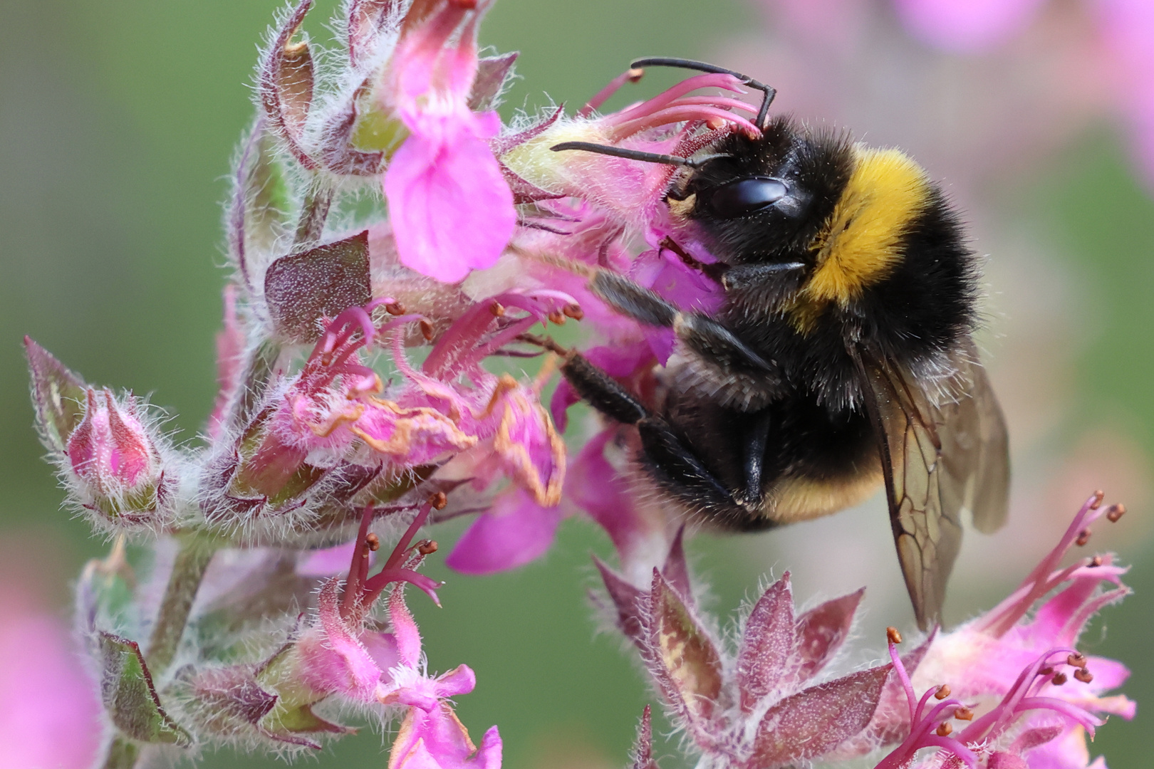 Hummel an Gamanderblüte