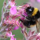 Hummel an Gamanderblüte