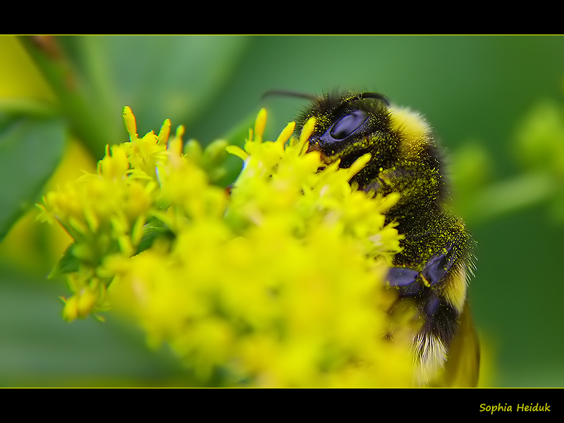 Hummel an Goldrute