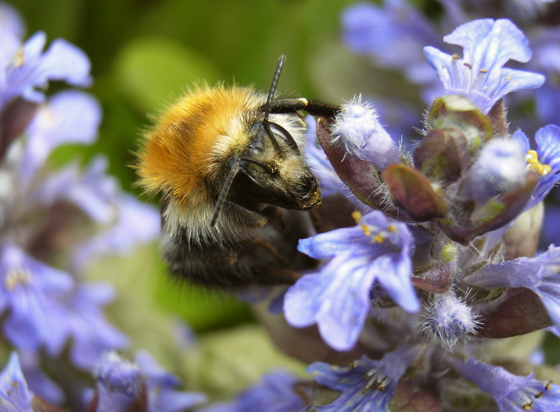 Hummel an Günsel