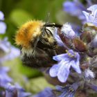 Hummel an Günsel