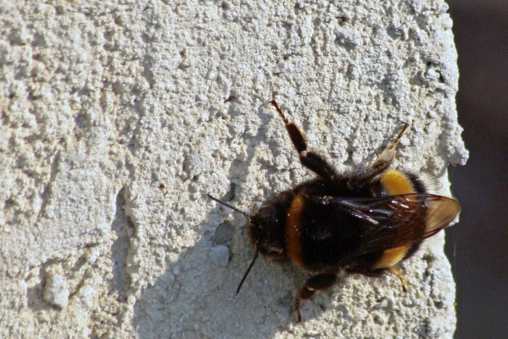 Hummel an Hauswand