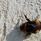 Hummel an Hauswand