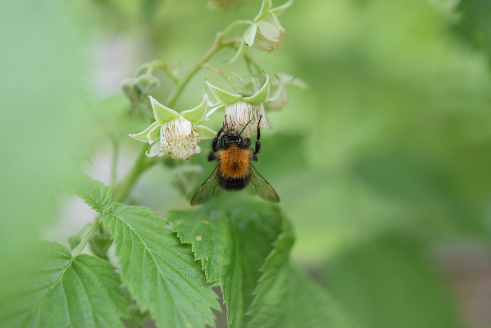 Hummel an Himbeerblüte