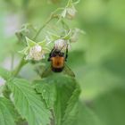 Hummel an Himbeerblüte