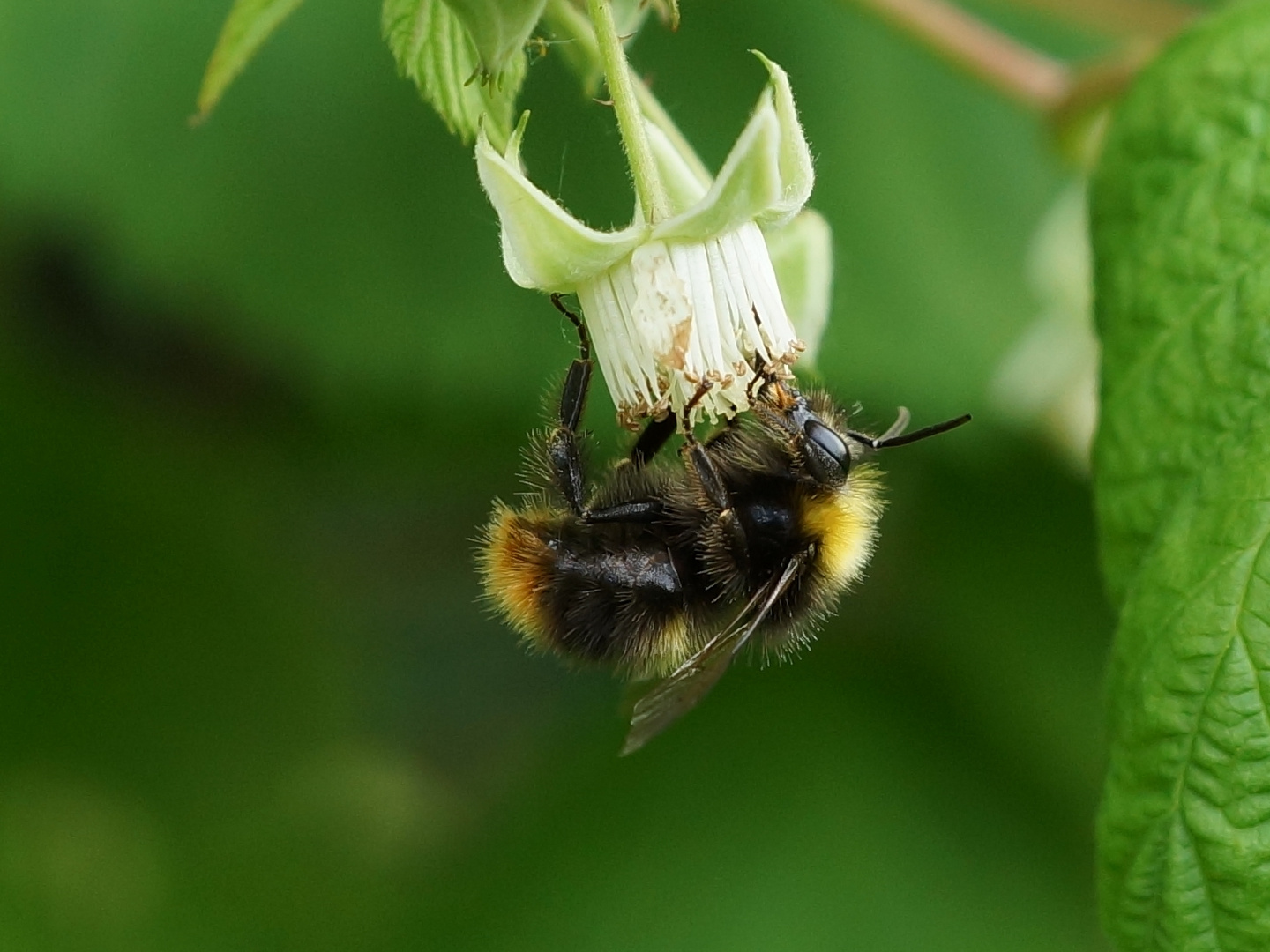 Hummel an Himbeere