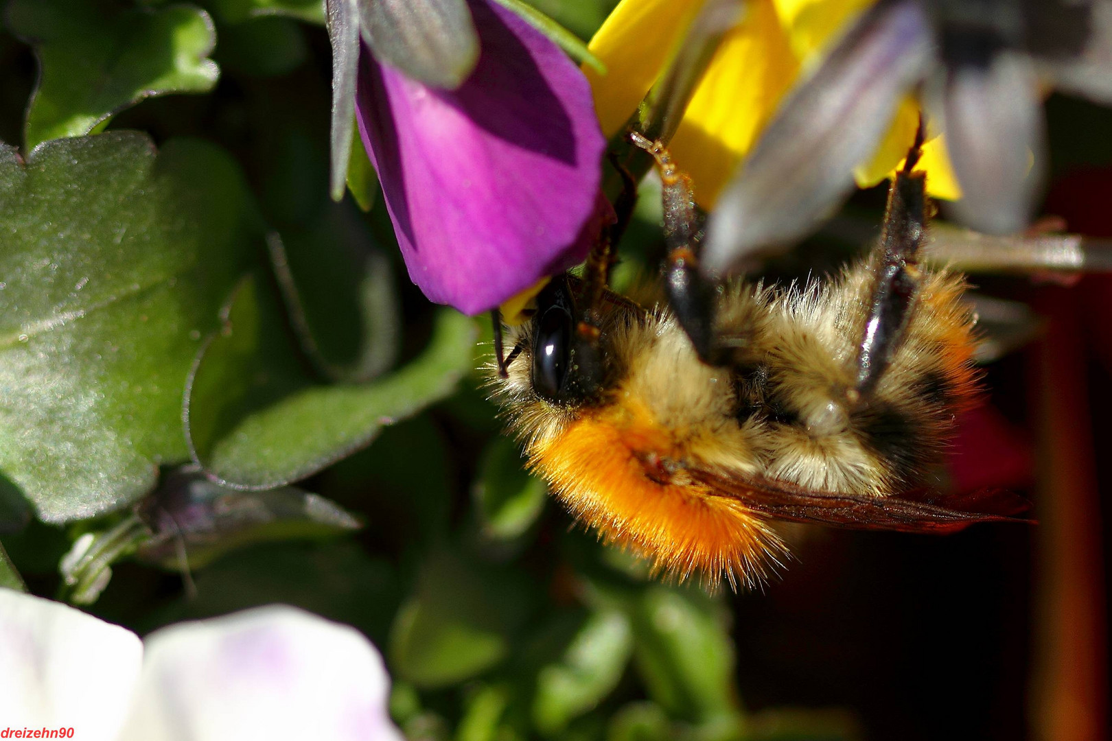 Hummel an Hornveilchen 