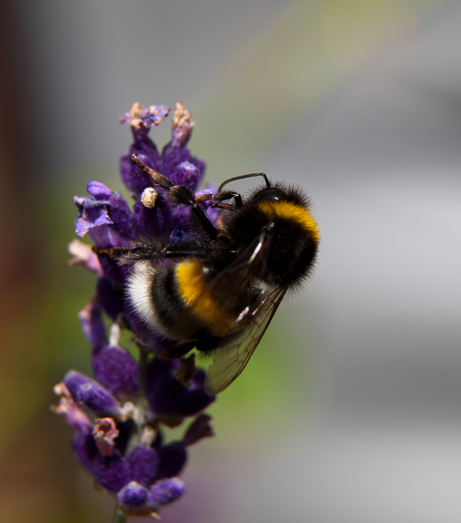 Hummel an ihrem Arbeitsplatz