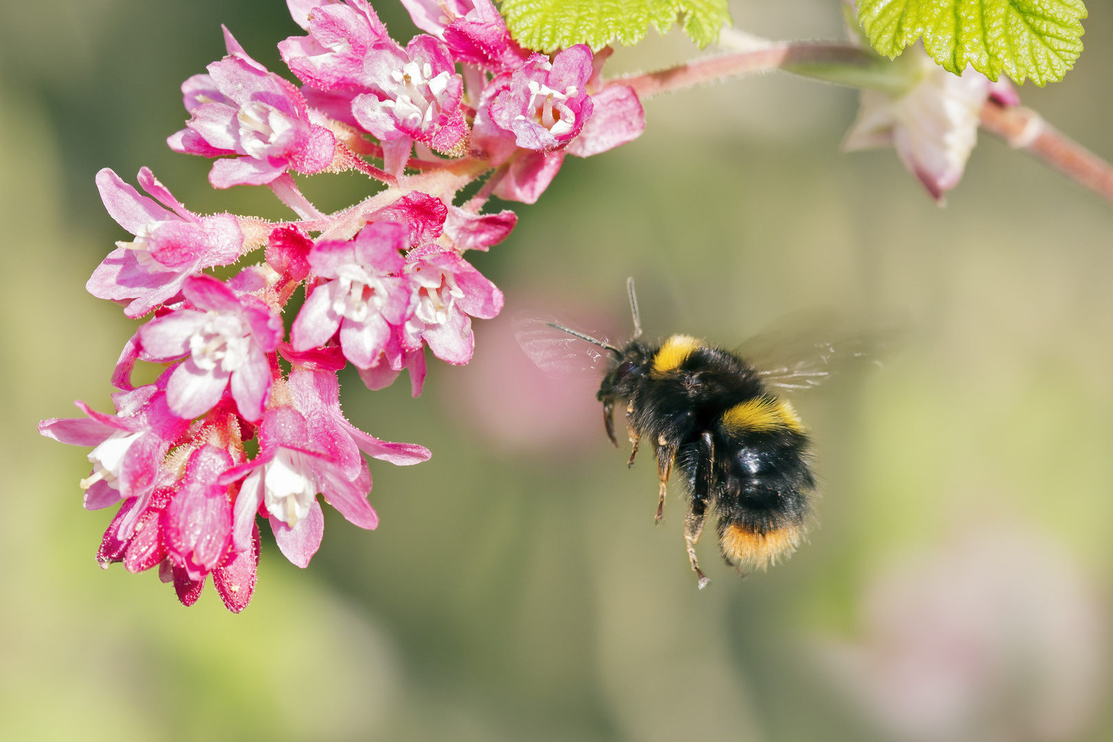 Hummel an Johannisbeerblüte