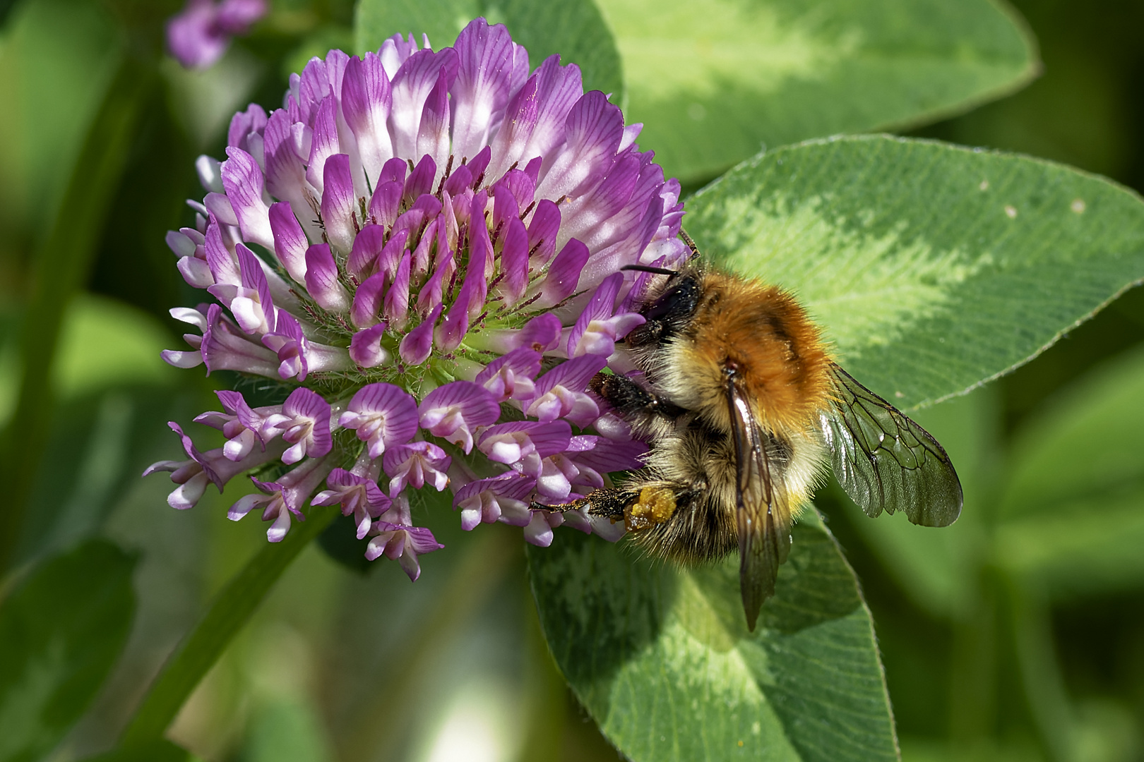 Hummel an Kleeblüte 