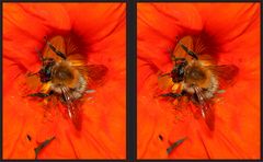 Hummel an Kresse [3D]