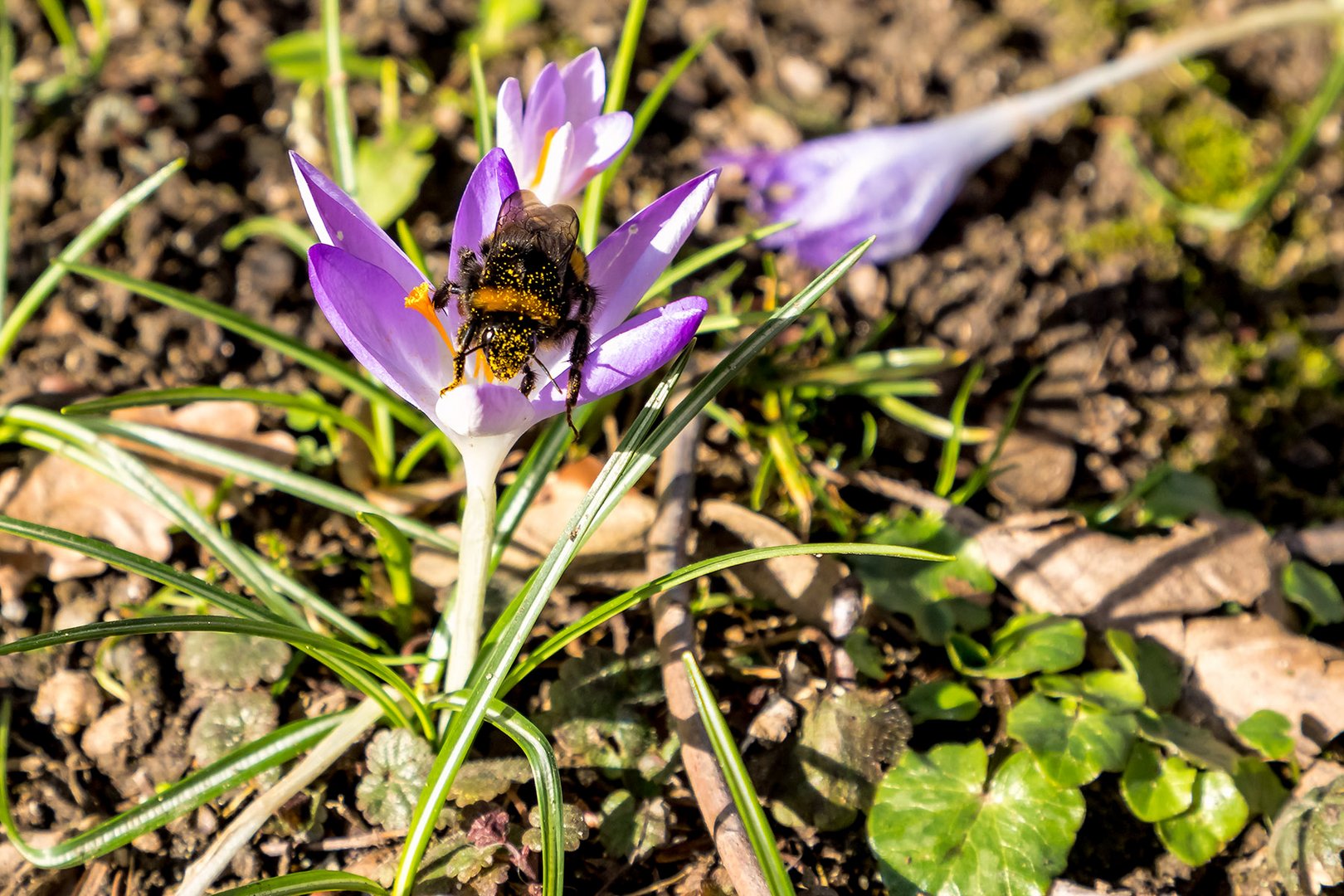 Hummel an Krokus (Blümchenalarm)