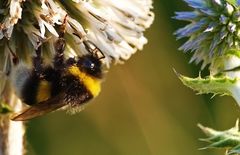 Hummel an Kugeldistel