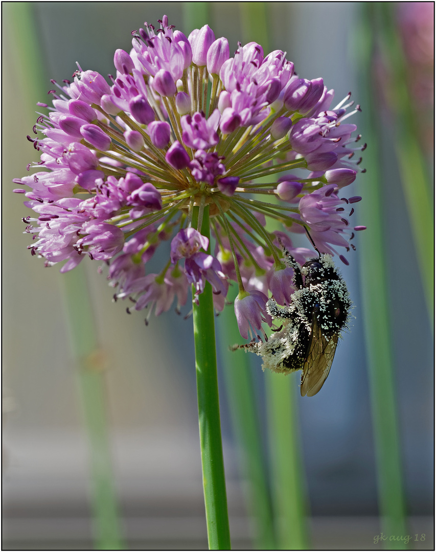 Hummel an Lauch