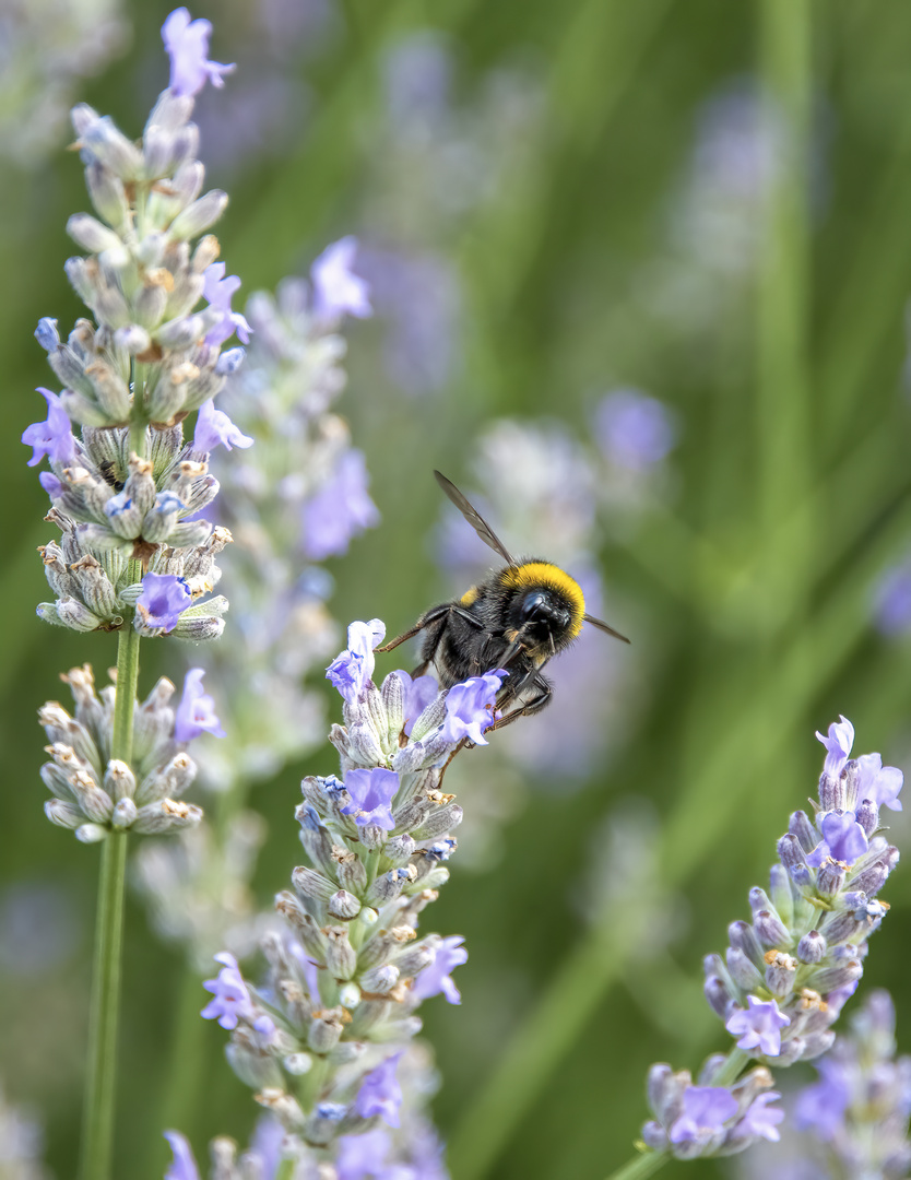 Hummel an Lavendel