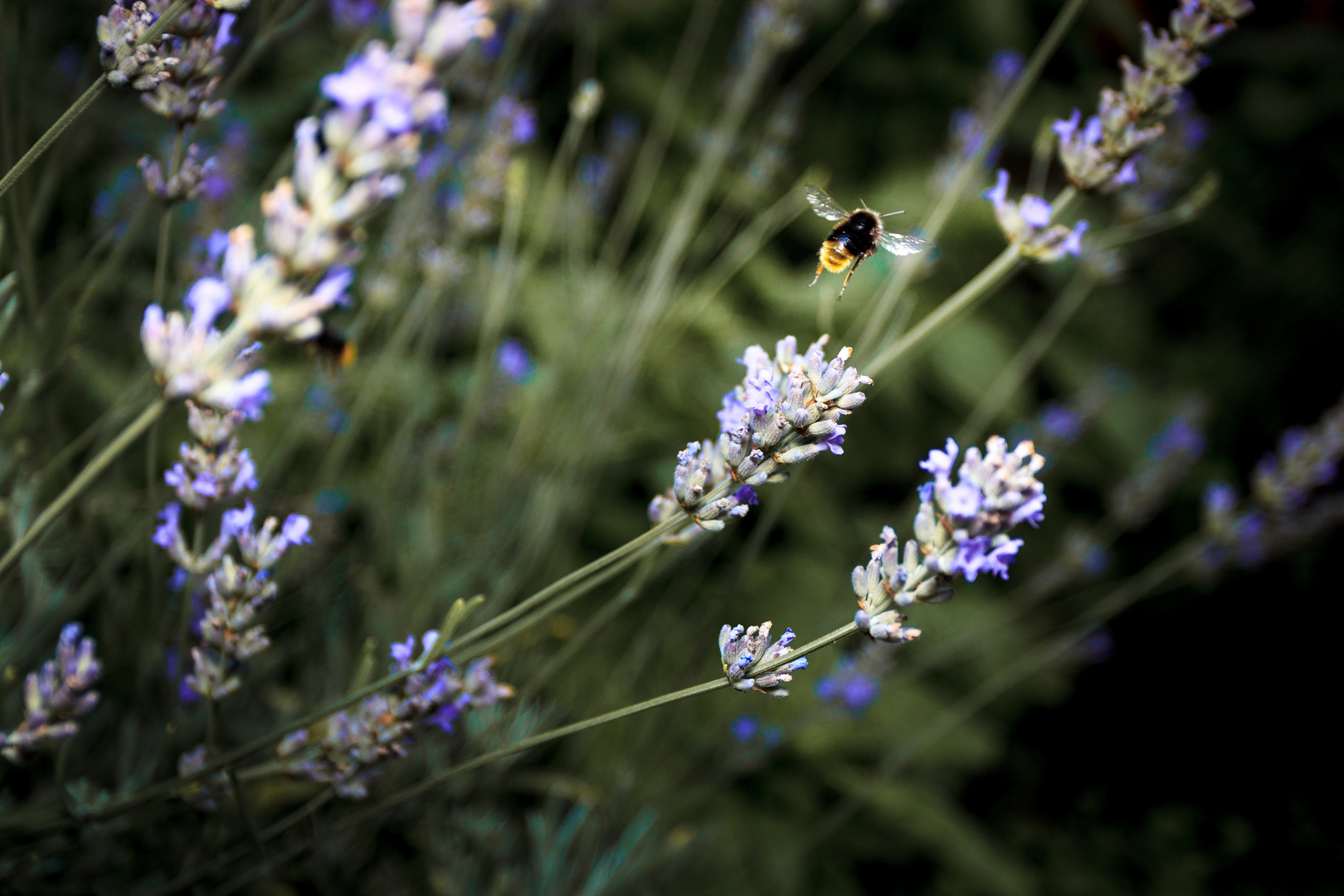 Hummel an Lavendel