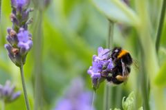 Hummel an Lavendel