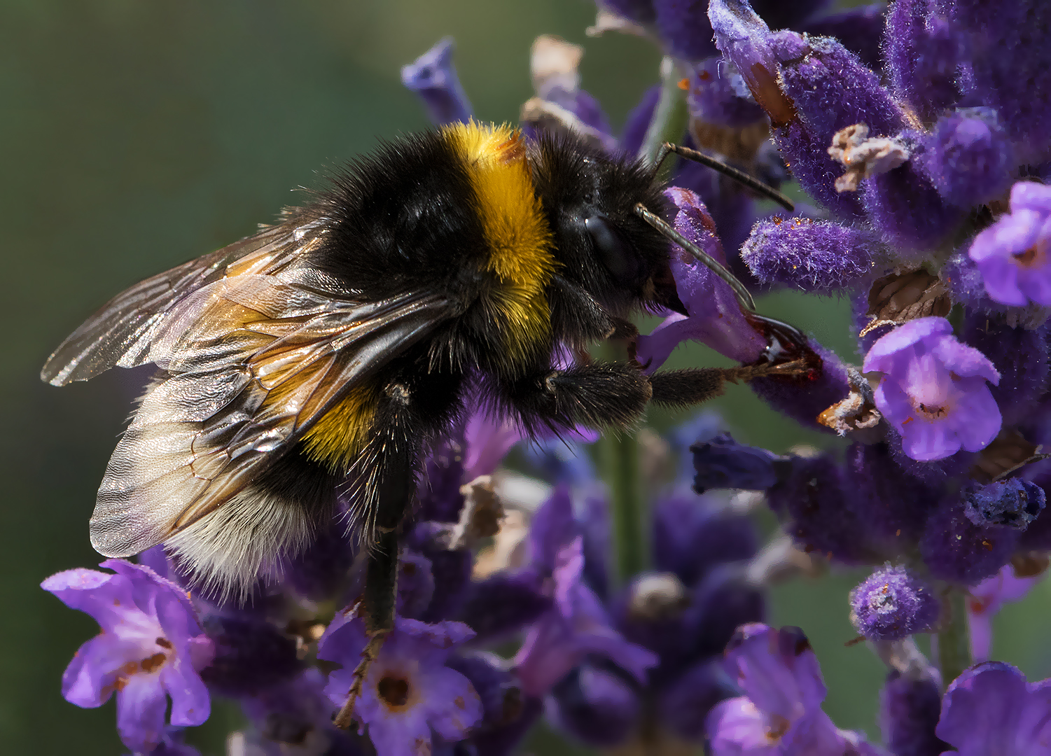 Hummel an Lavendel 