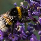 Hummel an Lavendel 