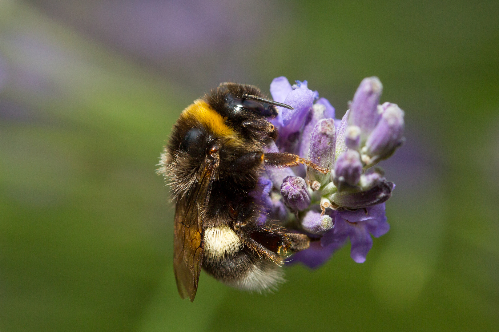 Hummel an Lavendel