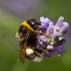 Hummel an Lavendel