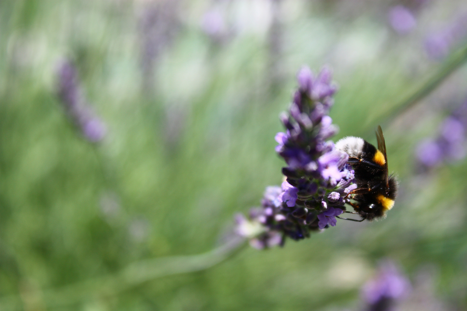 Hummel an Lavendel