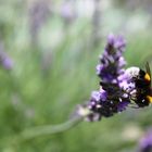 Hummel an Lavendel