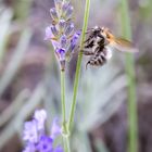 Hummel an Lavendel