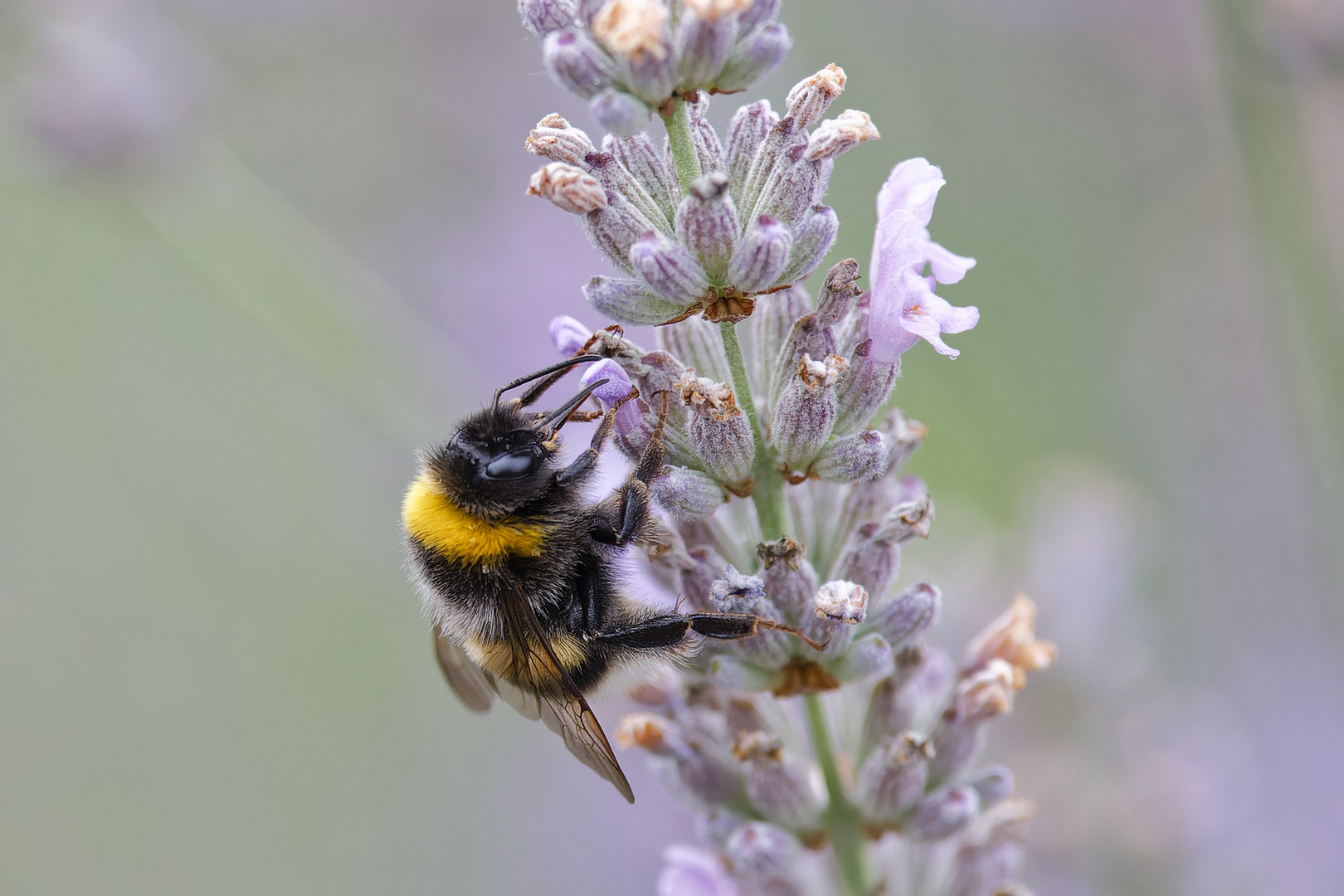 Hummel an Lavendel