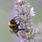 Hummel an Lavendel