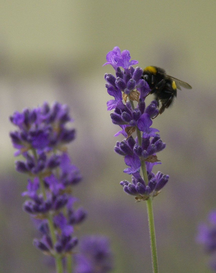 Hummel an Lavendelblüte