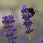 Hummel an Lavendelblüte