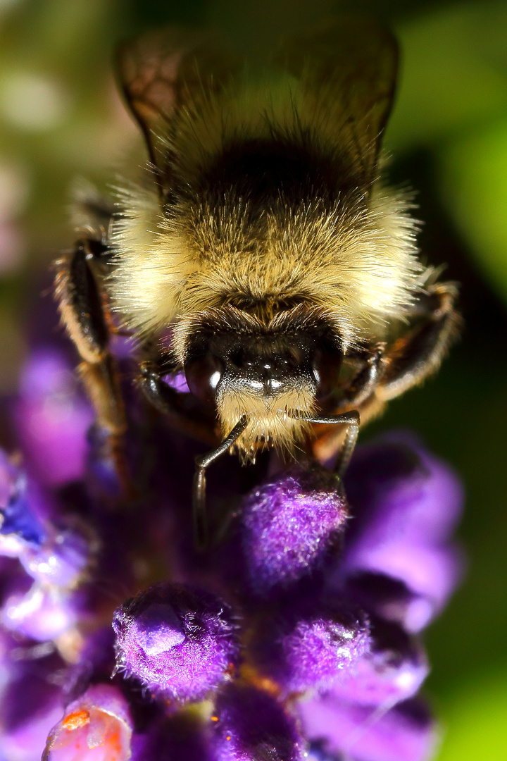 Hummel an Lavendelblüte (I)