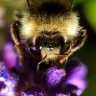 Hummel an Lavendelblüte (I)