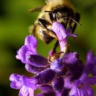 Hummel an Lavendelblüte (II)