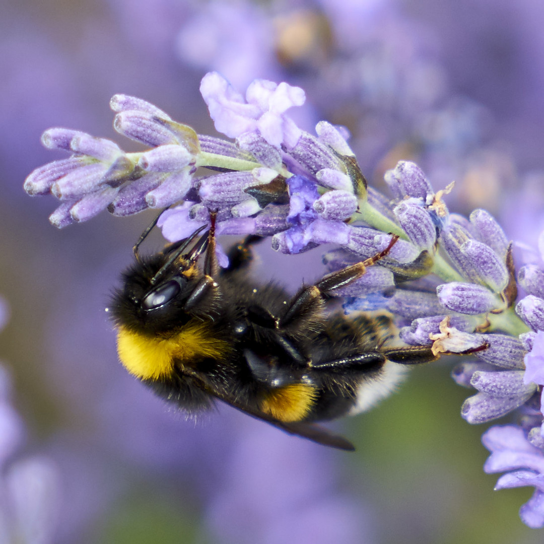 Hummel an Lawendel