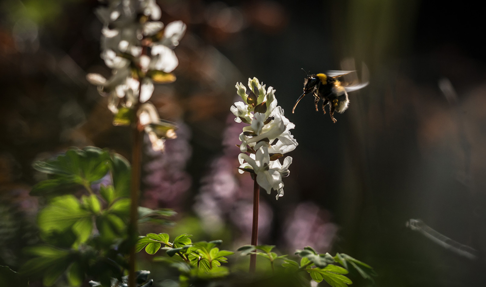 Hummel an Lerchensporn